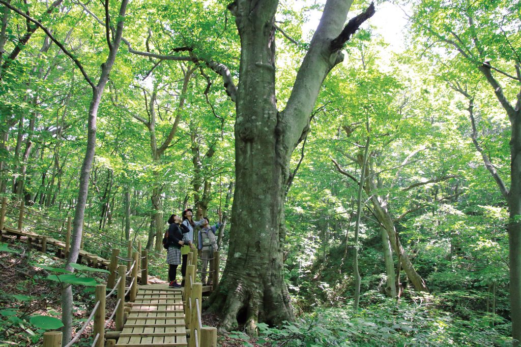 世界自然遗产白神山地 下榻秋田 探究它的美