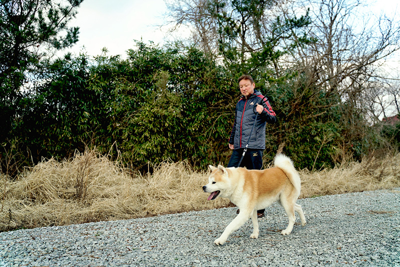 Akita 2024 inu size