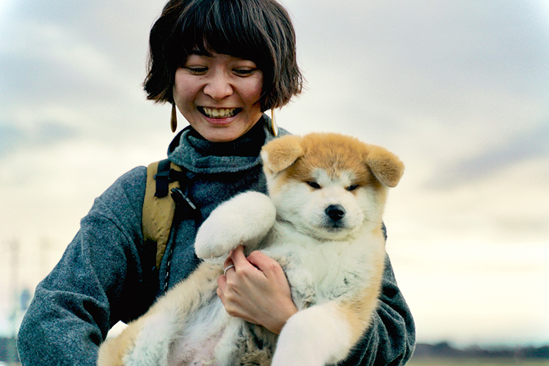 are japanese akitas good family dogs