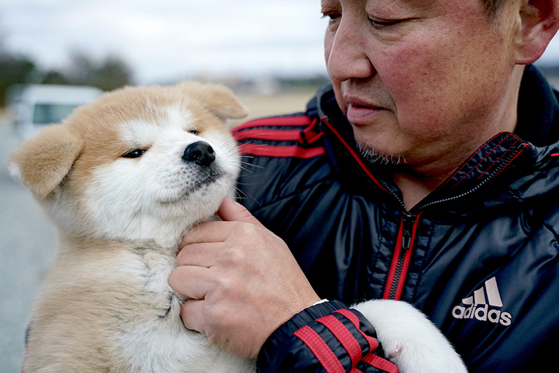 贴近北国的忠诚温暖探访秋田犬故乡 下榻秋田 探究它的美