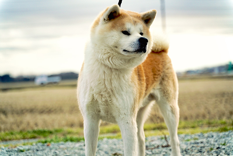 Dog best sale japanese akita