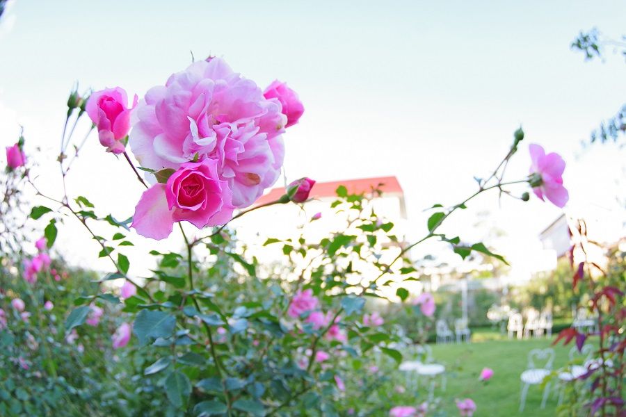 石田蔷薇花园 下榻秋田 探究它的美