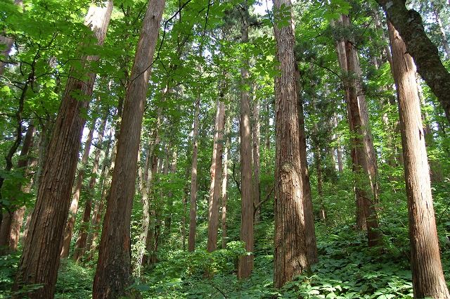 仁鲋水沢杉樹植物群落保護林| 住在秋田– 探究它的美