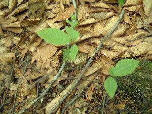 世界自然遗产白神山地 下榻秋田 探究它的美