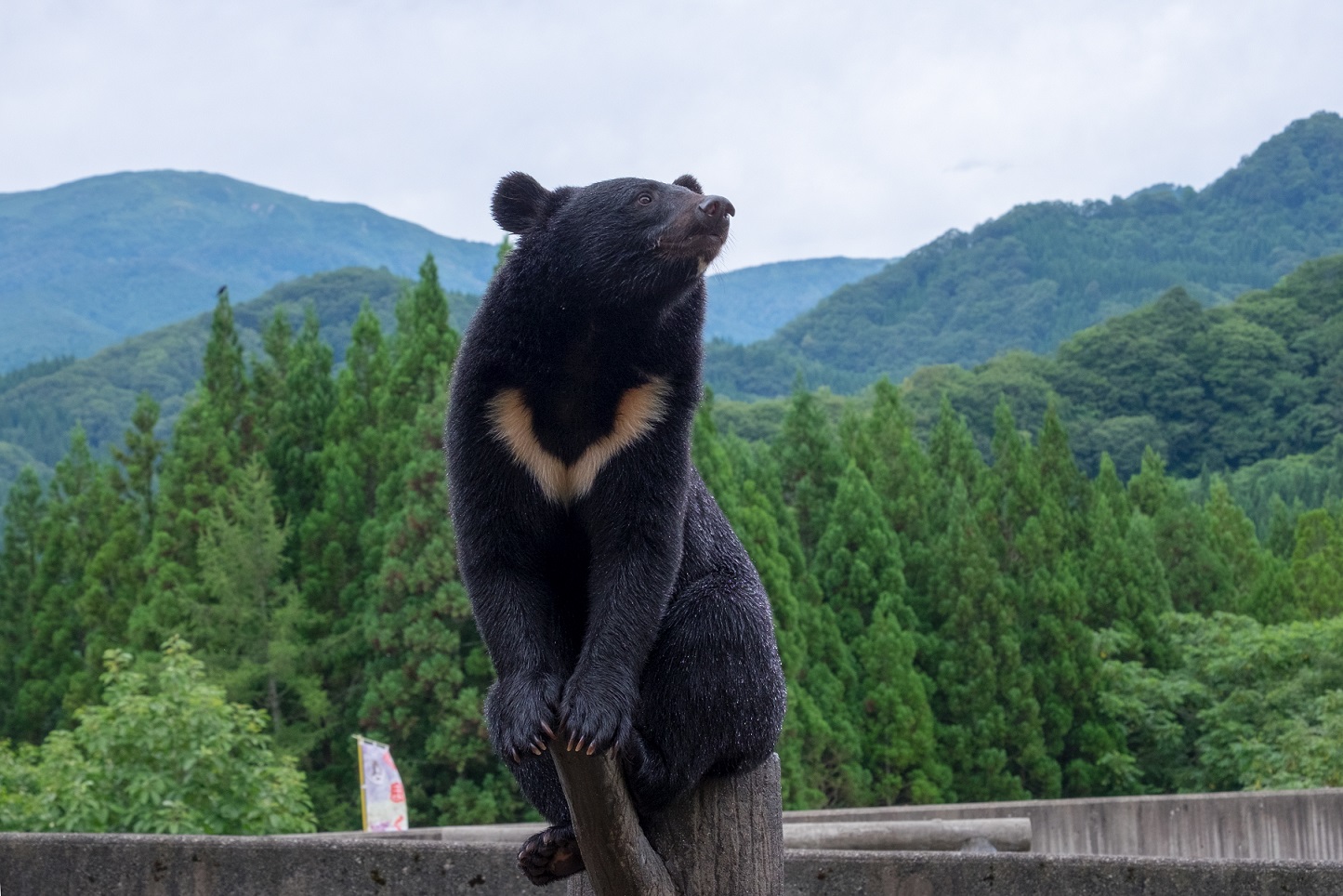 kuma-kuma-bear-zoo-ani-bear-zoo-stay-akita-depth-of-beauty