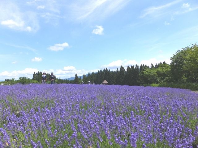 Misatocho Lavender Garden | STAY AKITA – Depth of Beauty –