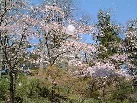 千秋公園櫻花廟會 住在秋田 探究它的美