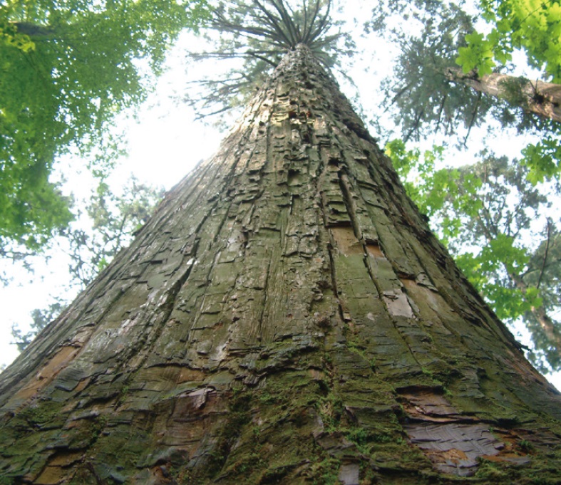 The tall straight trees of the Japanese cedar forest looking up