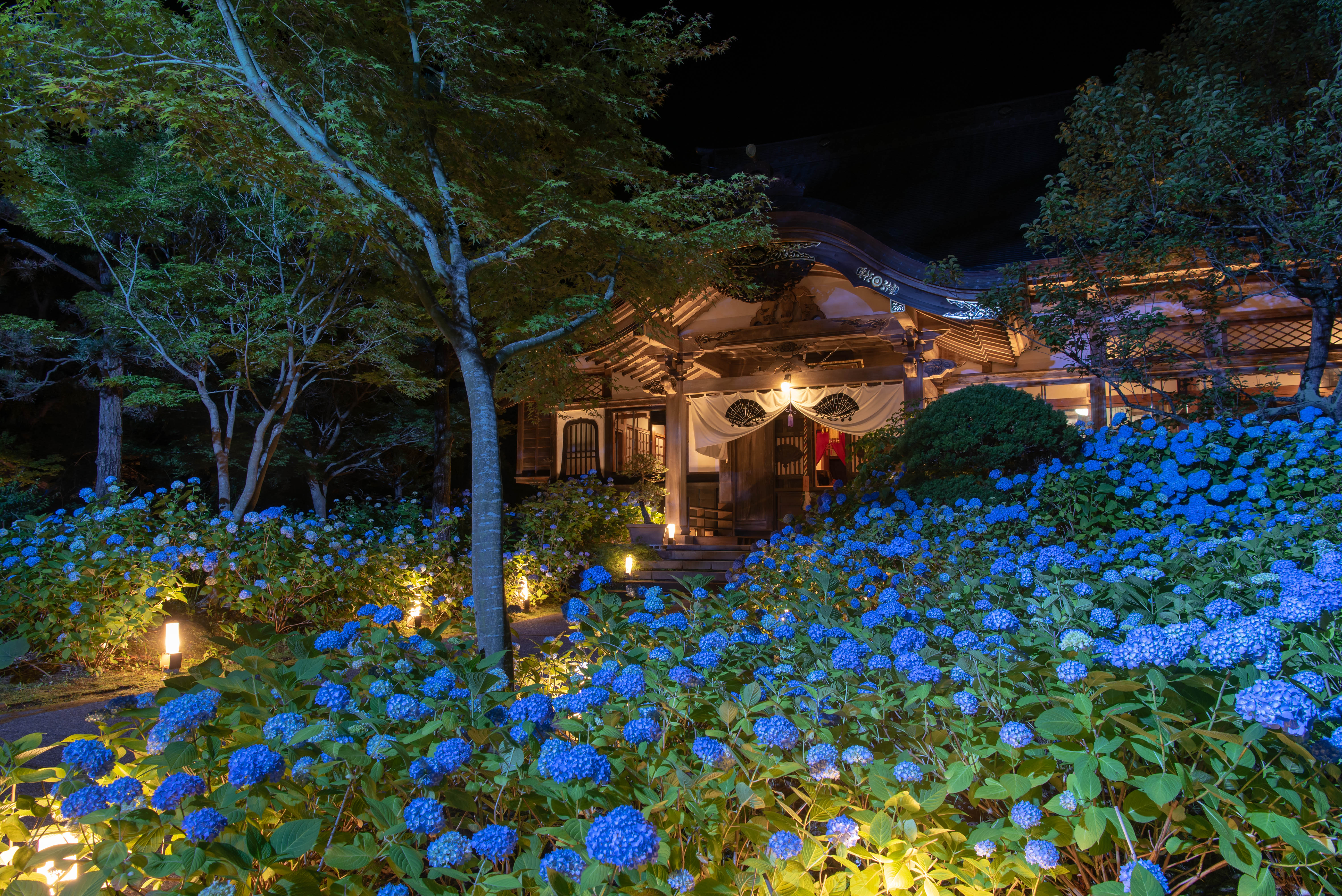 Unshoji Temple Hydrangea S Stay Akita Depth Of Beauty