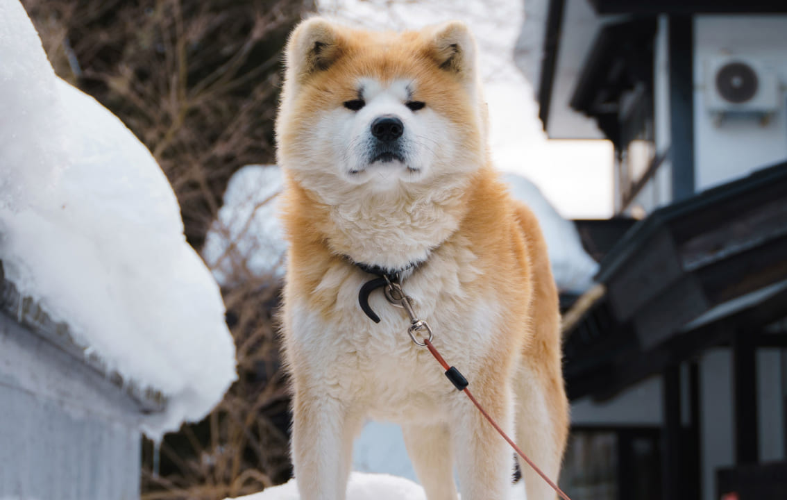 Akita inu